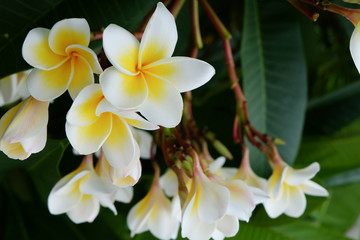 Fototapeta na wymiar white frangipani tropical flower, plumeria flower fresh blooming