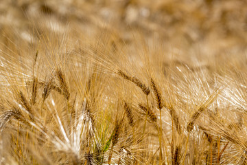 Fototapeta premium Getreide wiegt sich im Wind