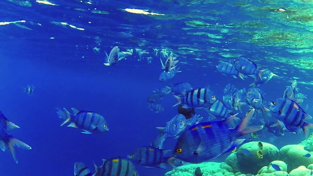 Fische 