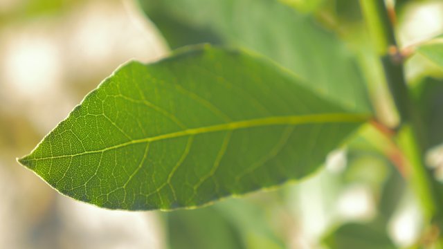 Organic green Laurus nobilis laurel tree leave outdoor slow panning shallow DOF 4K 2160p 30fps UltraHD footage - Laurel leaf texture slow panning 4K 3840X2160 UHD video 