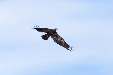 Juvenile Bald Eagle