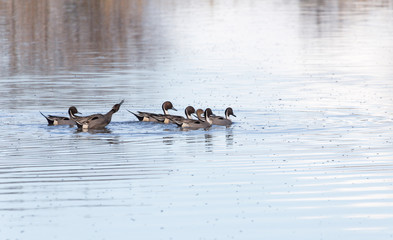 northern  pintail