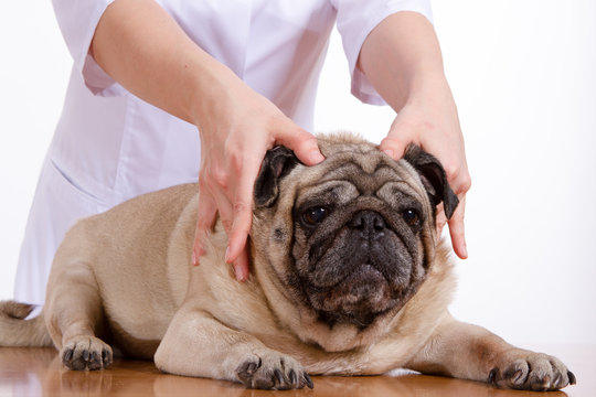 Pug is a dog, the veterinarian inspects