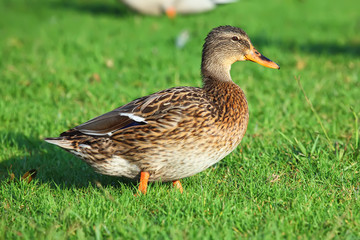 beautiful duck