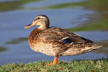 Duck