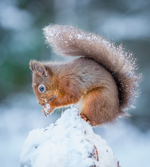 Red squirrel in the County of Northumberland, England