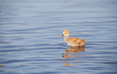 sandhill crane baby chick