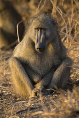 Baboon family play and having fun in nature
