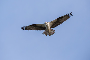 osprey
