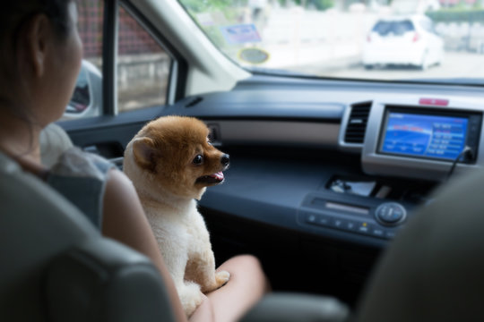 pomeranian puppy dog smiling happy sitting in car, cute pets