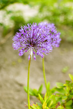 Two purple flowers in a garden
