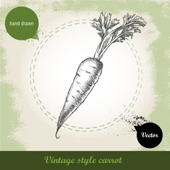 Hand drawn carrot. Organic eco vegetable food background.Vector sketch style illustration