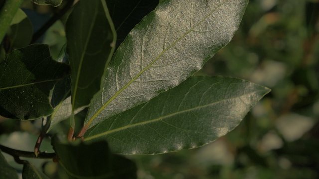 Close-up of green Laurus nobilis laurel tree leave outdoor slow panning shallow DOF 4K 2160p 30fps UltraHD footage - Laurel leaf texture slow panning 4K 3840X2160 UHD video