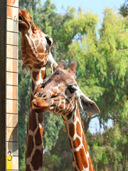 Two giraffe heads in closeup