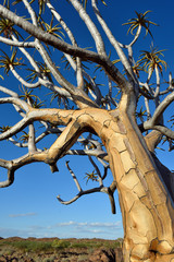 Quiver Tree Forest Namibia