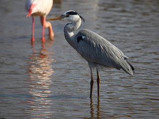 Grey Heron