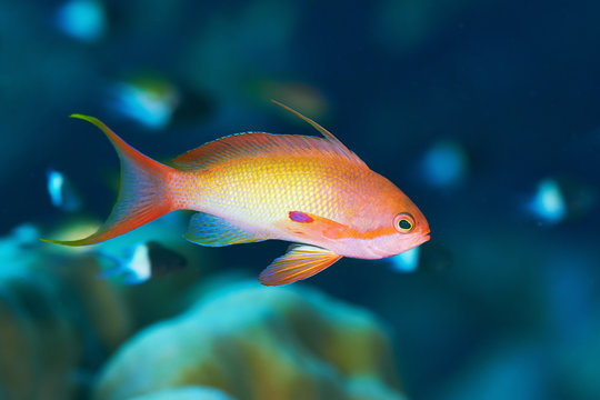 Sea goldie (Pseudanthias squamipinnis) in the Red Sea, Egypt.