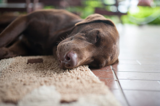 Labrador Dog Sleep On The Floor