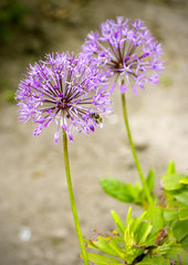Two purple flowers in a garden and bee