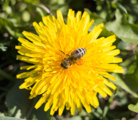 Yellow dandelion and bee