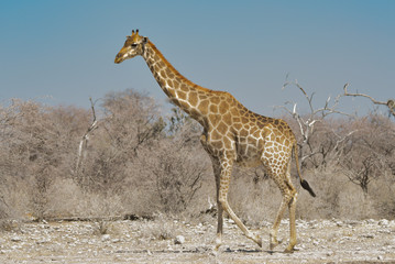 Obraz na płótnie Canvas Giraffe in Namibia Afrika