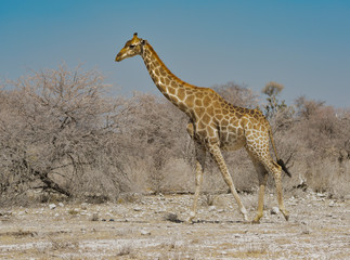 Giraffe in Namibia Afrika