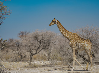 Giraffe in Namibia Afrika