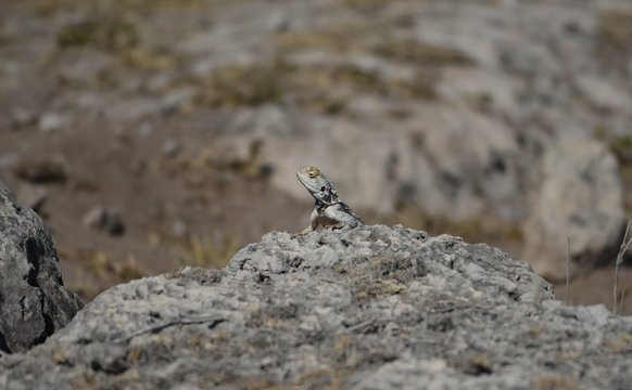 Echse in Afrika Etosha Park