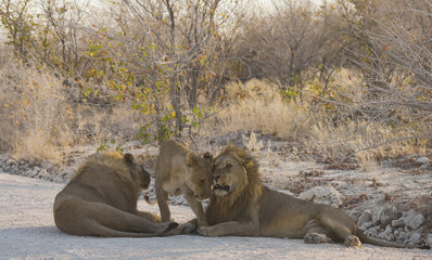 Löwen in Namibia Afrika