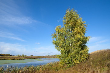 Fototapeta premium Autumn landscape with birch tree by the river