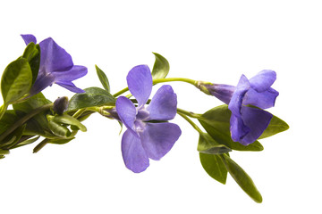 Fototapeta na wymiar violet flowers of periwinkle close