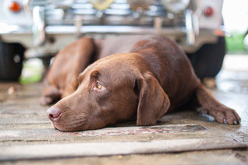 Labrador dog sleep on the floor