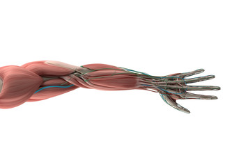 Obraz na płótnie Canvas Human anatomy, hand,arm,muscular system.