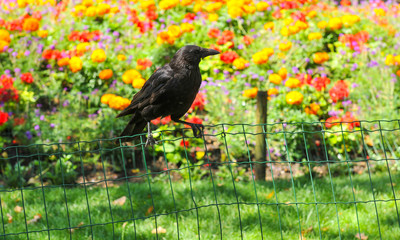 Black crow in the garden