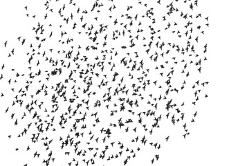 flock of birds isolated on white background, Starling, Sturnus vulgaris with clipping path