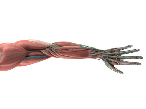 Human anatomy, hand,arm,muscular system.