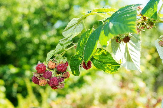 Horticulture and cultivation of raspberries, a remedy for colds and flu, increases immunity and resistance to disease, a lot of red raspberries on a bush