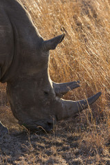 Close-up of white rhino head with tough wrinkled skin