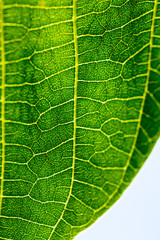Green abstract with leaf texture