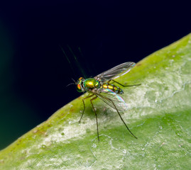 Green flies with long legs

