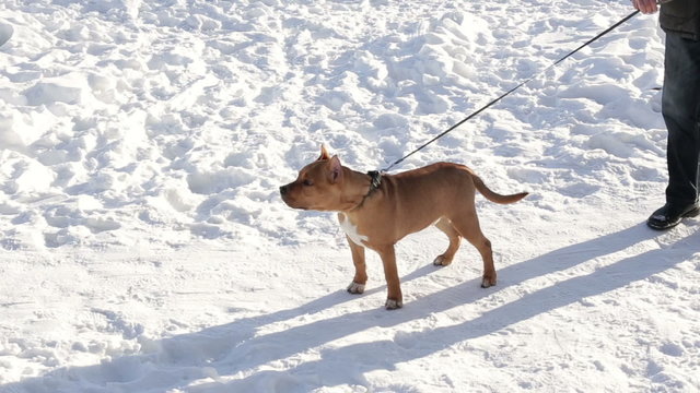 Young beautiful Staffordshire Bull Terrier dog or American Staffordshire Terrier puppy on a leash in winter.