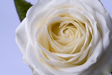 Close up image of a white rose, taken on a white background. Macro image.