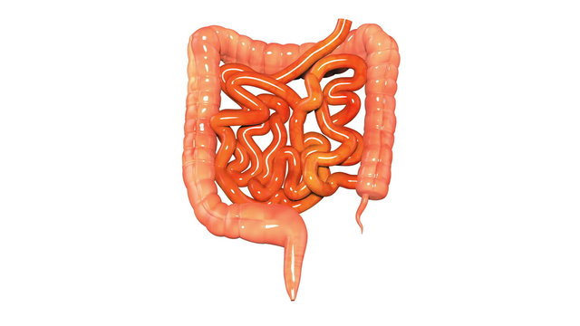 Human Body Organs(Large and Small Intestine)