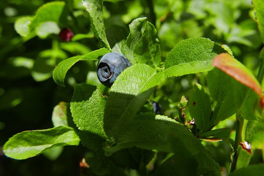 Myrtille
