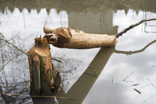 drzewo ścięte przez bobry