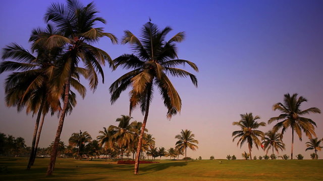 grass lawn under palm trees during a sunset