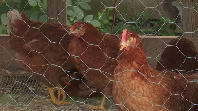 Chicken Coop 1