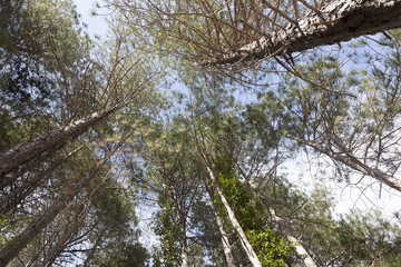 Trees. Los Ports de Beseit