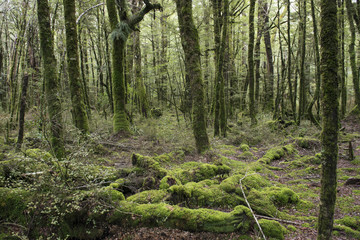 Bosque encantado en Fiordland, Isla Sur de Nueva Zelanda