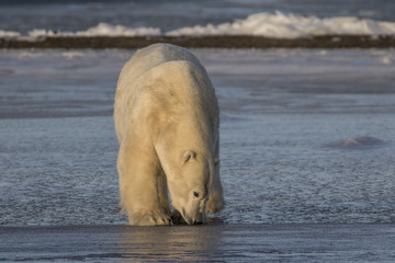 Fototapeta premium Polar Bear sniffing the ice